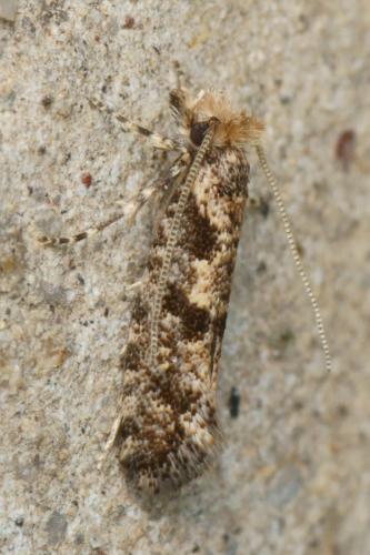 Ateliotum insulare